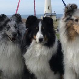 Shetland Sheepdogs from Karefree Shelties