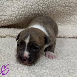 Girl 5 - Blue brindle female American Pit Bull Terrier puppy in Nine Mile Falls, Washington from Bartin Kennels