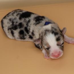 Bruce (Blue collar ) - Blue merle and white male American Corgi puppy in Omaha, Arkansas from DnD Corgis