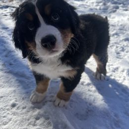 Bernese Mountain Dog Puppies from Bastian Mountain Dogs
