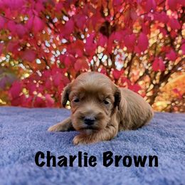 Charlie Brown - Red male Australian Labradoodle puppy in Rochester, Michigan from Monarch Labradoodles