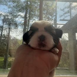 Steve - Tricolor male Shih Tzu puppy in Skipperville, Alabama from Nay Nay’s Babies