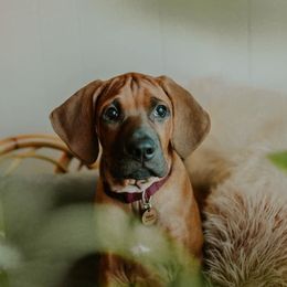 Rhodesian Ridgeback Puppies from Heritage Rhodesian Ridgebacks