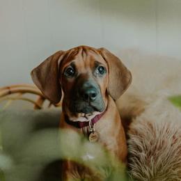 Rhodesian Ridgeback Puppies from Heritage Rhodesian Ridgebacks