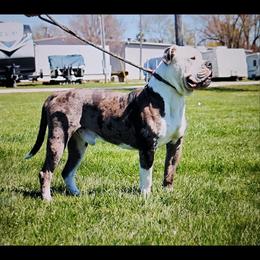 Alapaha Blue Blood Bulldog All Grown Up from Rebel Soul Kennel