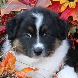 Australian Shepherds from Rebel Runner Australian Shepherds