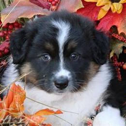 Australian Shepherds from Rebel Runner Australian Shepherds