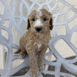 Taty - Apricot female Goldendoodle puppy in Davie, Florida from Daviegoldendoodles