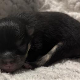 Blk n tan boy - Black and tan male Pomeranian puppy in Fayetteville, North Carolina from Tar-heel Poms