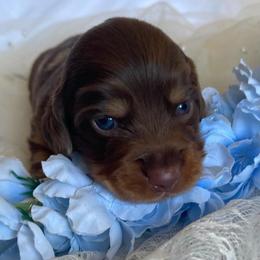 Luke - Dapple male Dachshund puppy in Jackson, Tennessee from Cashmere Crown Mini Dachshunds