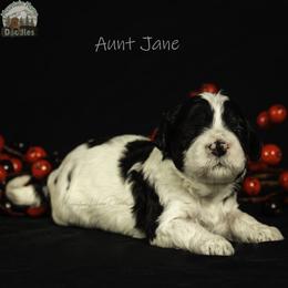 Aunt Jane - Black female Australian Labradoodle puppy in Cashmere, Washington from Mountain Home Doodles