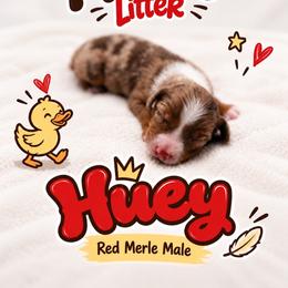 Huey - Red merle male Miniature Australian Shepherd puppy in Cave Creek, Arizona from Arizona Aussies