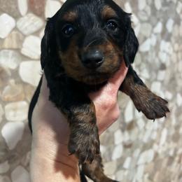 AKC Bandit - Black and tan male Dachshund puppy in White Cloud, Michigan from West Michigan Dachshund