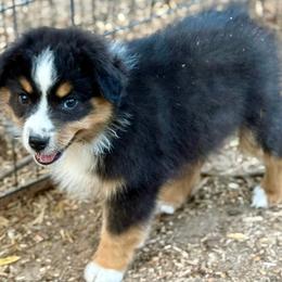 Huxley - Black tri male Miniature Australian Shepherd puppy in Patterson, North Carolina from DreamLine Aussies