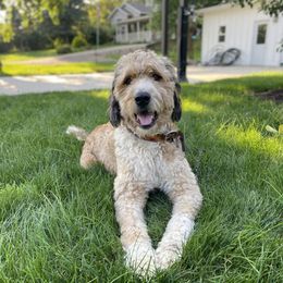 Indie - Bernedoodle