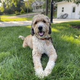 Indie - Bernedoodle