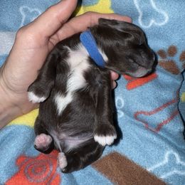 Miniature Schnauzer Puppies from Swedenburg Schnauzers