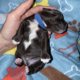 Miniature Schnauzer Puppies from Swedenburg Schnauzers