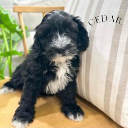 Cedar - Black and chalk male Australian Labradoodle puppy in Palmdale, California from Heavenly Doodles