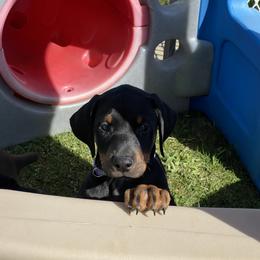Doberman Pinscher Puppies from Jensen Dobermans