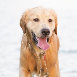 Golden Retrievers from Sivado's Goldens