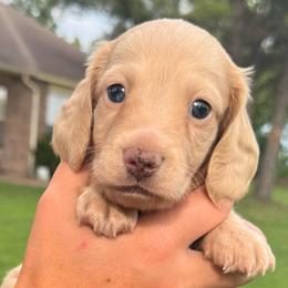 Magnum - Cream male Dachshund puppy in Ramona, Oklahoma from Schmitt Dachshunds