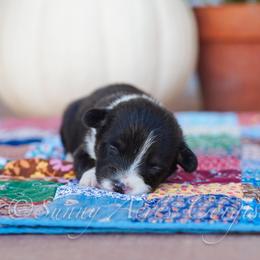 Pumpkin - Black and tan female Pembroke Welsh Corgi puppy in Bedford, Indiana from Sunny Acres Corgis