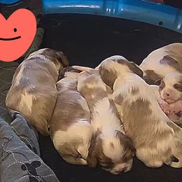 Cavalier King Charles Spaniel Puppies from Angelic Cavaliers