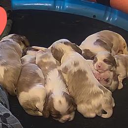 Cavalier King Charles Spaniel Puppies from Angelic Cavaliers