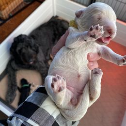 Goldendoodle Puppies from Cottage Companion Doodles