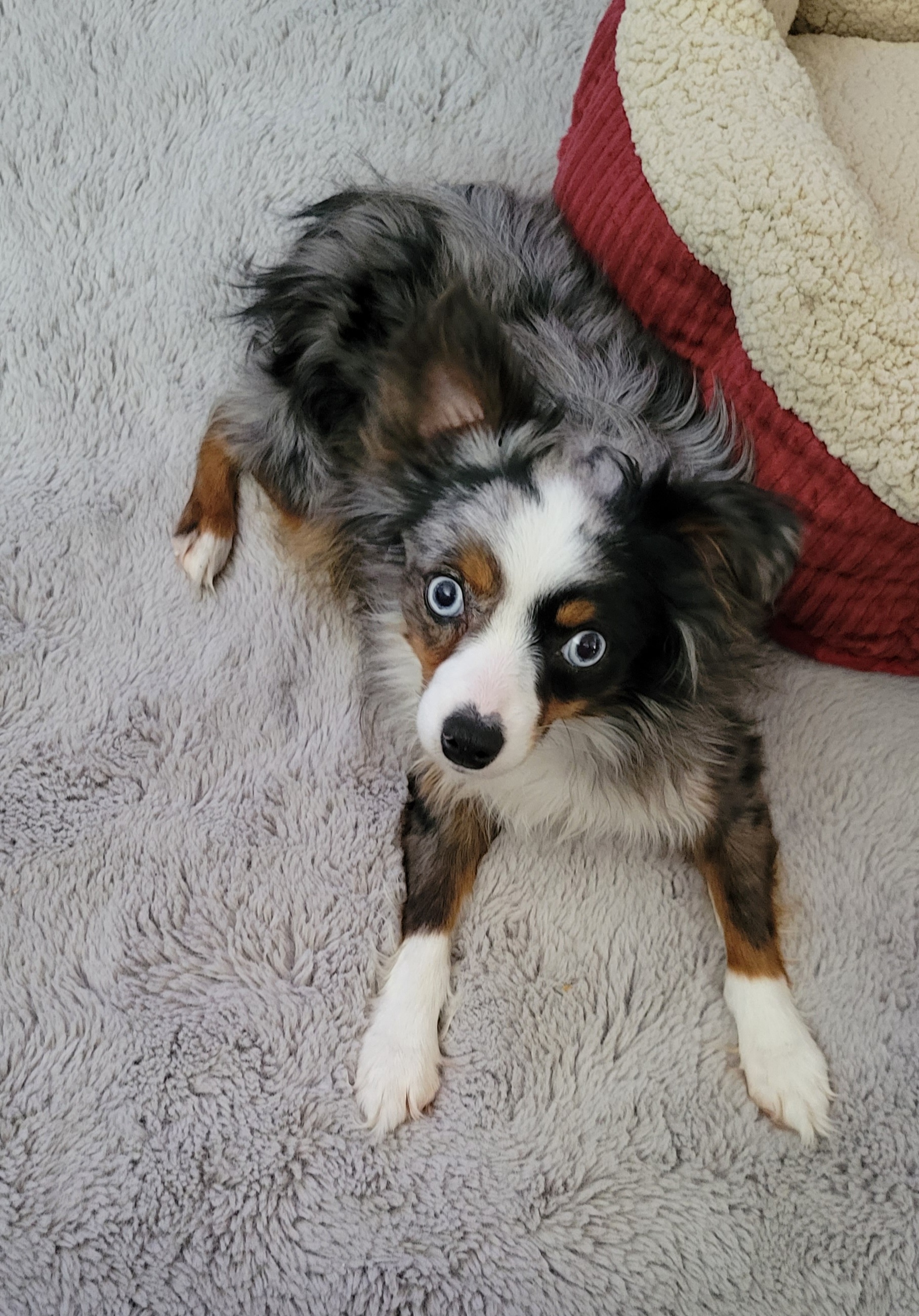 Poppy - Toy Australian Shepherd