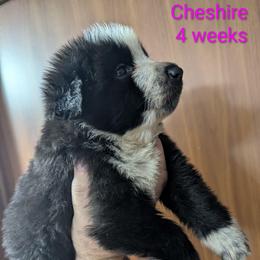 Cheshire - Panda female German Shepherd puppy in Olean, New York from F&B Kennels