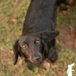 Luna - Dachshund