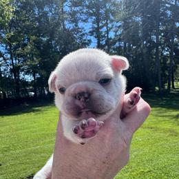 Kaycee - White male French Bulldog puppy in Cleveland, Tennessee from Grammer's Southern Breeding