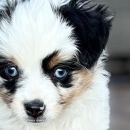 Toy Australian Shepherds from Sharon Larsen