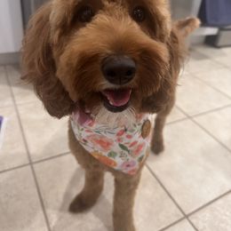 Goldendoodle Puppies from Goldendoodle Love