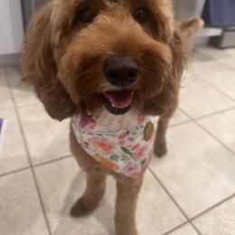 Goldendoodle Puppies from Goldendoodle Love