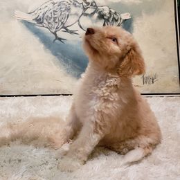 Aussiedoodle Puppies from Double-Doodle