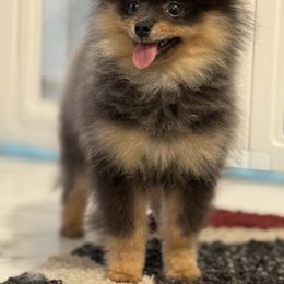 Luna - Blue and tan female Pomeranian puppy in Willis, Texas from Treasured Jewels Pomeranians