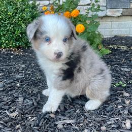 Lenny - Blue merle male Australian Shepherd puppy in Loda, Illinois from Pilcher Farms