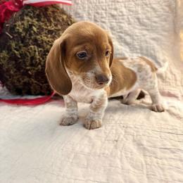 Zeus - Piebald male Dachshund puppy in Hensley, Arkansas from The Dachshund Barn