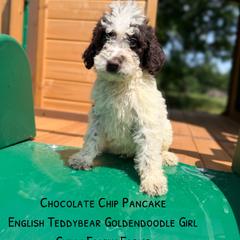Chocolate Chip Pancake English - Chocolate female Goldendoodle puppy in Grove, Oklahoma from Guinn Family Farms