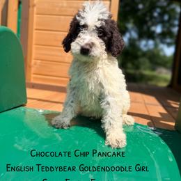 Chocolate Chip Pancake English - Chocolate female Goldendoodle puppy in Grove, Oklahoma from Guinn Family Farms