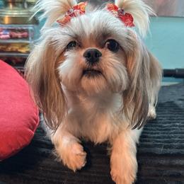 Ivy - Shih Tzu