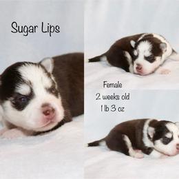 Sugar Lips - Chocolate female Pomsky puppy in Denham Springs, Louisiana from Bayouland Pomskies