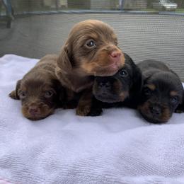 Dachshund Puppies from L & A Dachshunds