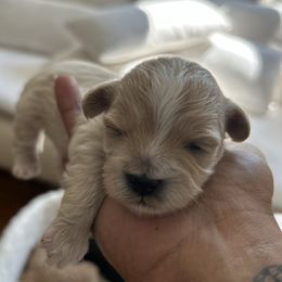 Shihpoo puppies from Caribbean Puppies