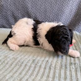 Red collar - Black male Poodle puppy in Huntsville, Alabama from Flint River Poodles