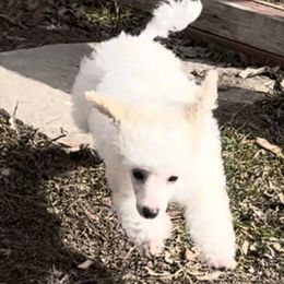 Poodle Puppies from Eagleridge Mini Poodles