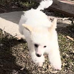 Poodle Puppies from Eagleridge Mini Poodles